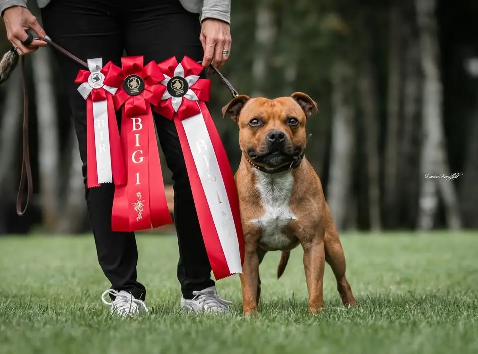 Inofficiell Hundutställning 11 Oktober