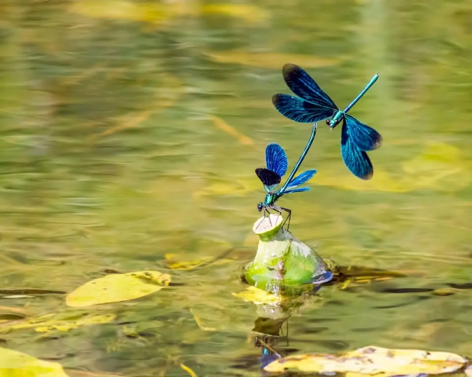 Erstavik – insekter, skogar och sensommarens växter