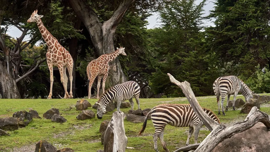 Odense Zoo