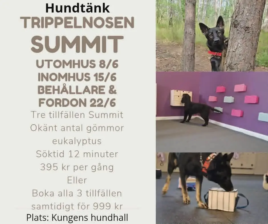 Trippelnosen - NoseWork Summit x 3