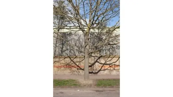 Brilliant Trees