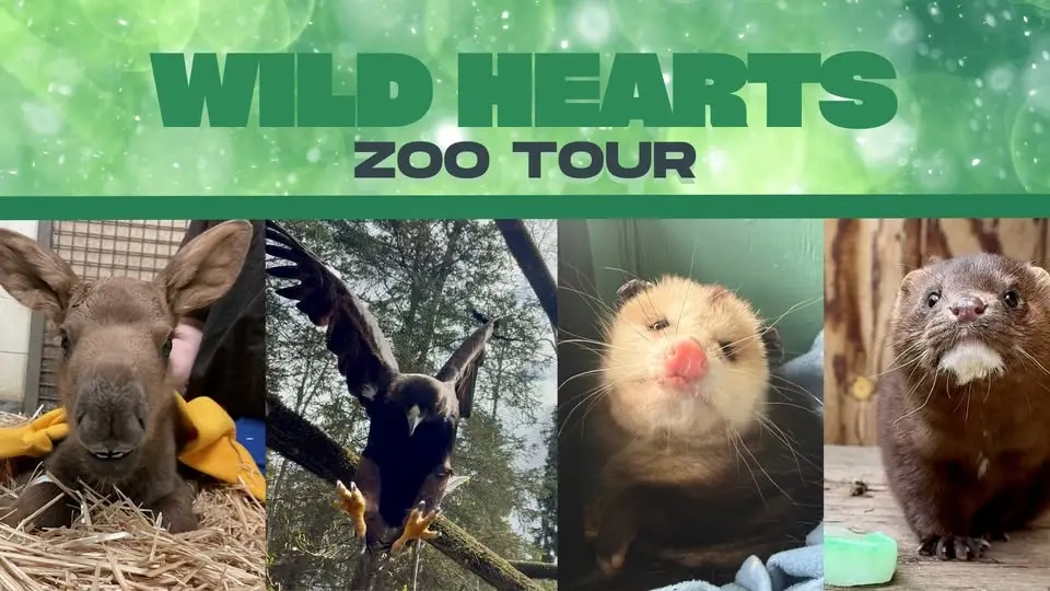 Wild Hearts: Rescue and Rehabilitation Zoo Tour