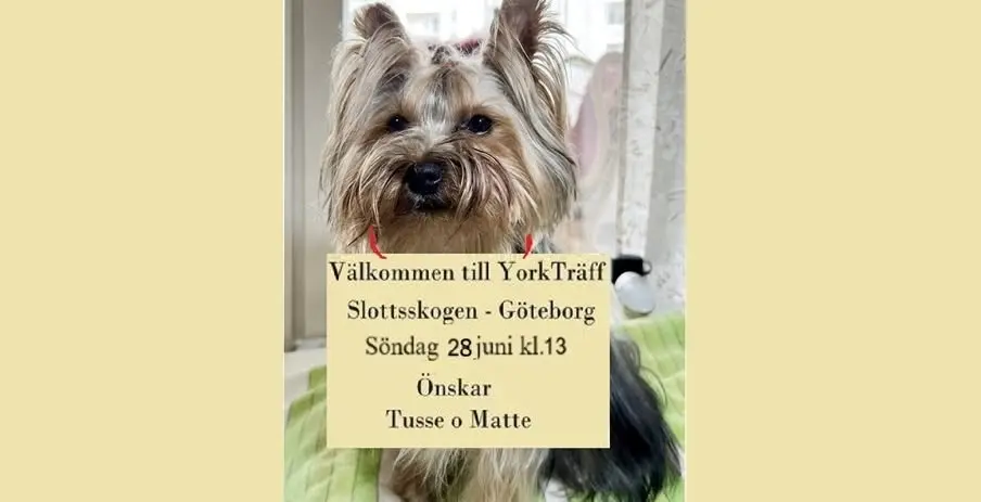 LOKALTRÄFF I GÖTEBORG