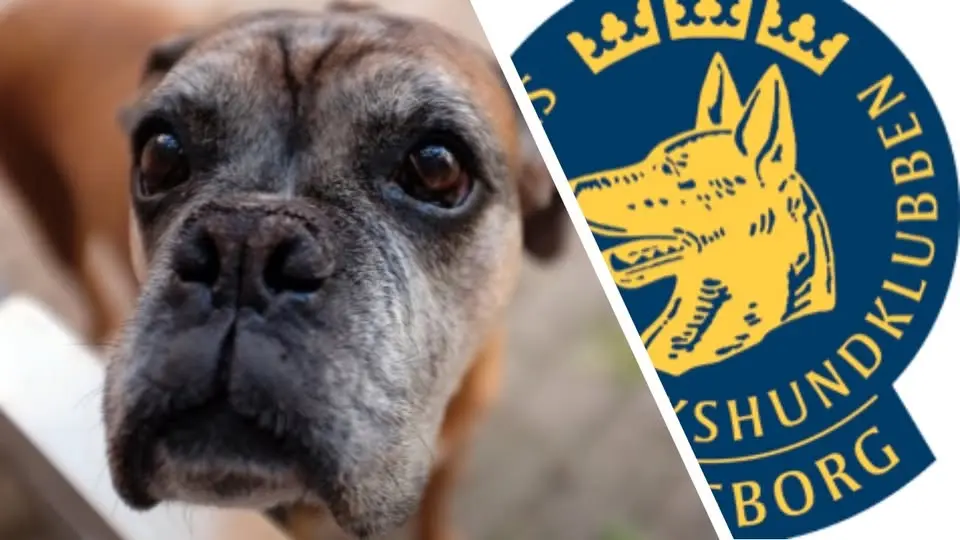 Kurs för den äldre hunden