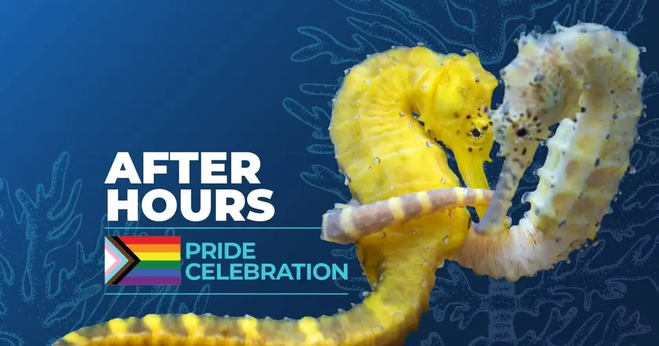 After Hours Premier: Pride Celebration