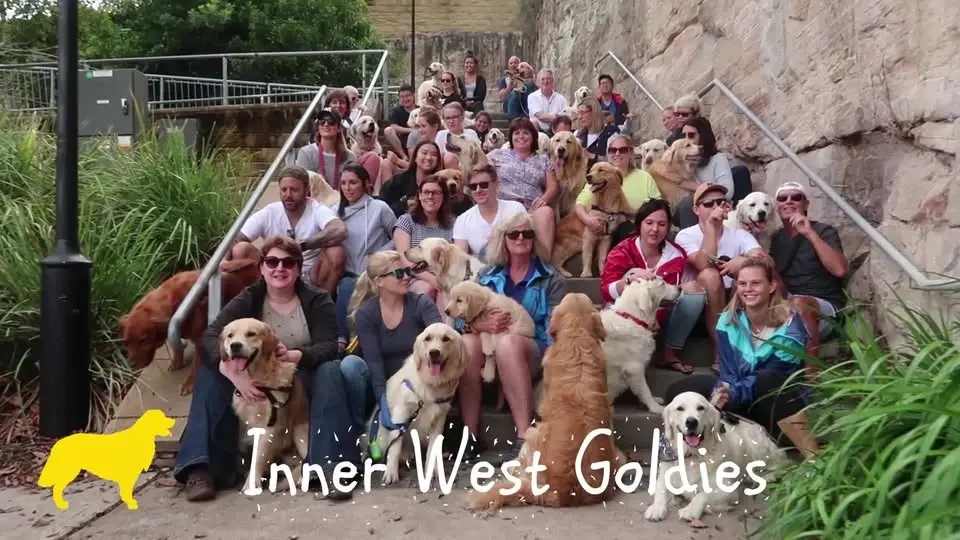 Golden Retriever Meetup Sunday 28 June at Callan Park in the heart of Sydney