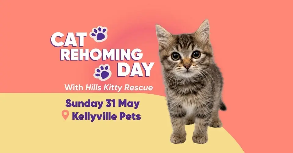 Rescue Cat Rehoming Day