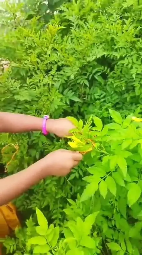 PROTECT NATURE - PARISARA RAKSHA BANDHANA