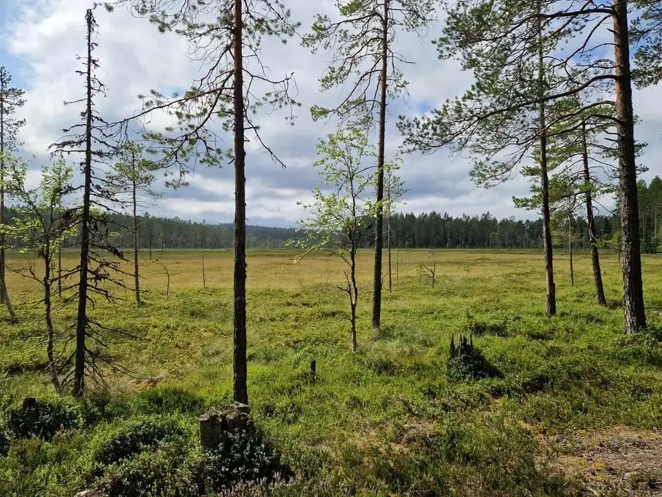 Skogsbad med yin-yoga i Jämtgaveln