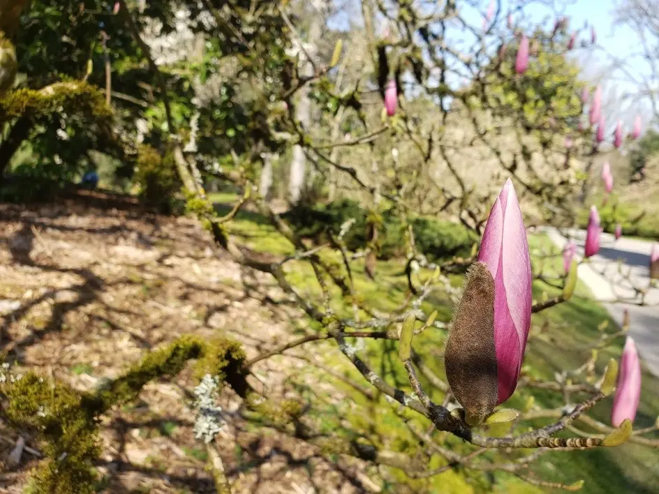 Tree Pruning II: How, When, & What to Prune (in-person)