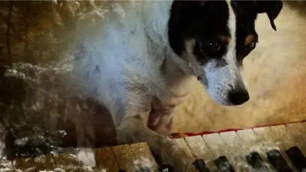 “HEART OF A DOG” 2015 | 1h15’ [US\FR] | LAURIE ANDERSON Cinema Screenings