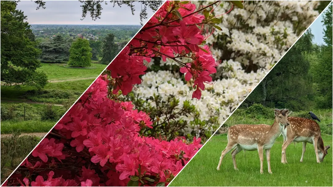 🟢🌺🚶‍♀️ Walk: Richmond Park 🌸 Isabella plantation blossom special 🌺🌼🌷