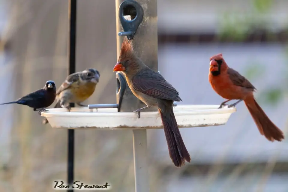 Bird Walk at the San Pedro House