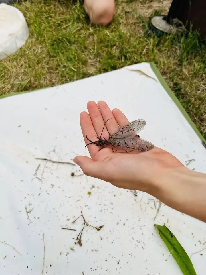 Weird & Wonderful Insects