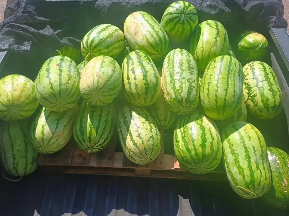 Wednesday Market 