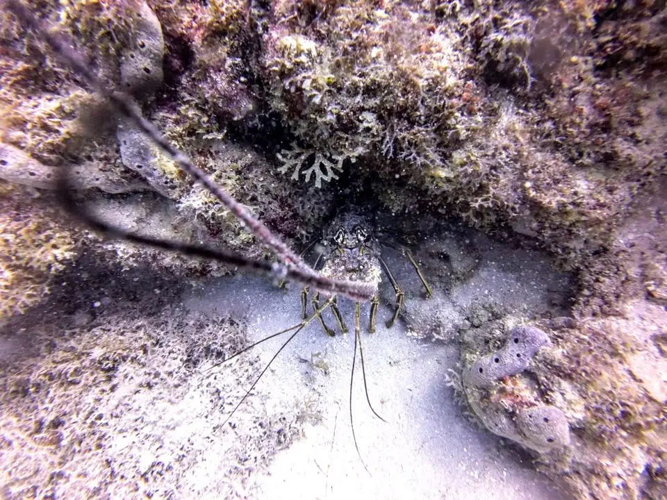 Florida Mini Season Day 2 Early Dive