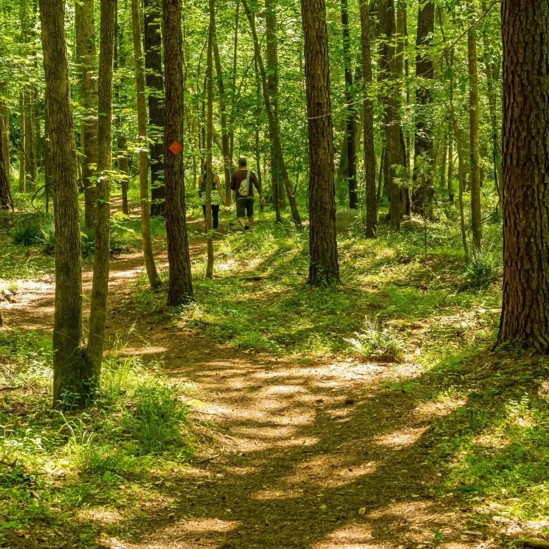 OFFLINE Forest Walk