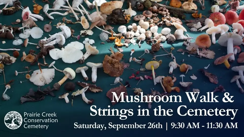 Mushroom Walk & Strings in the Cemetery