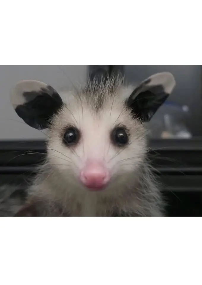 Wildlife Rehab Group of SC: Basic Opossum Rehab Class