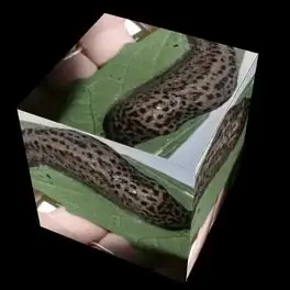 Genesis of a Leopard Snail Baby