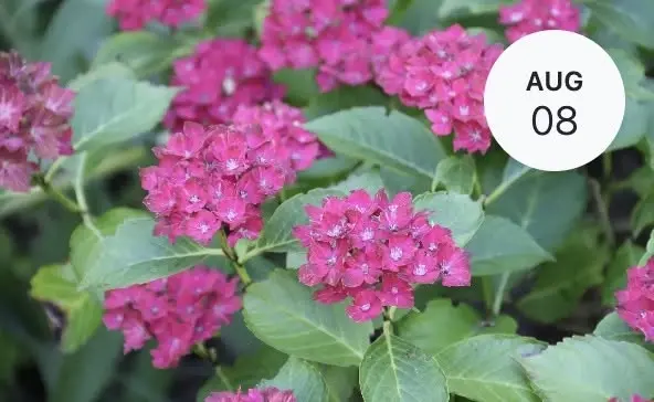 Hydrangea Festival