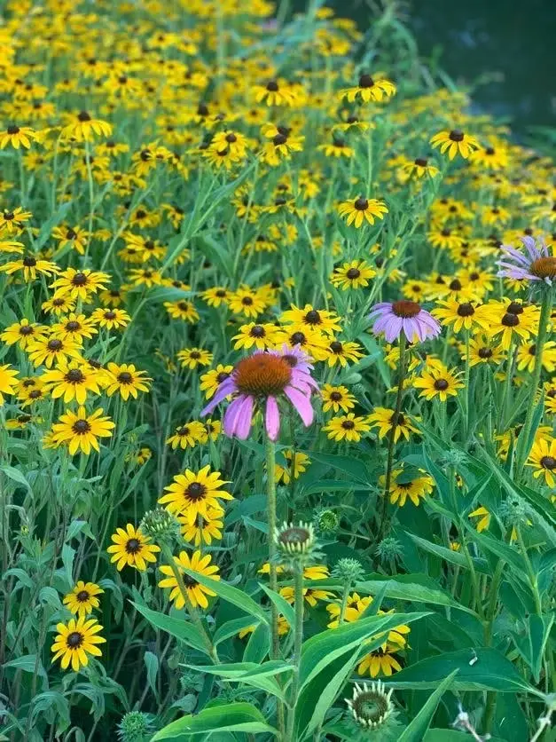 Pollinator Fest 2026