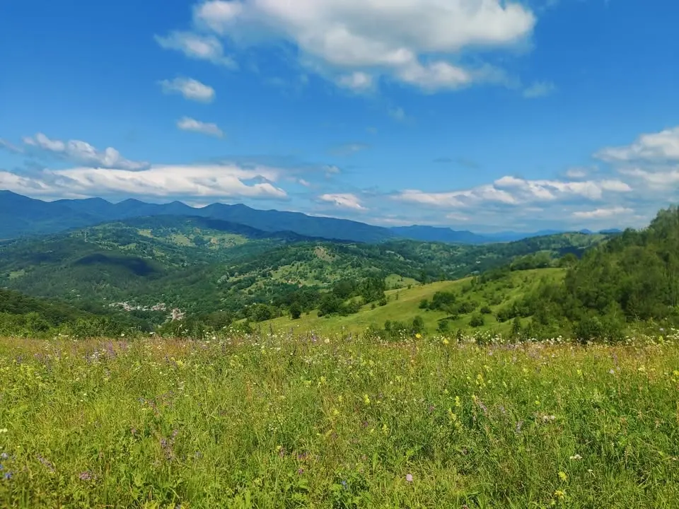 Verdi de Vrancea