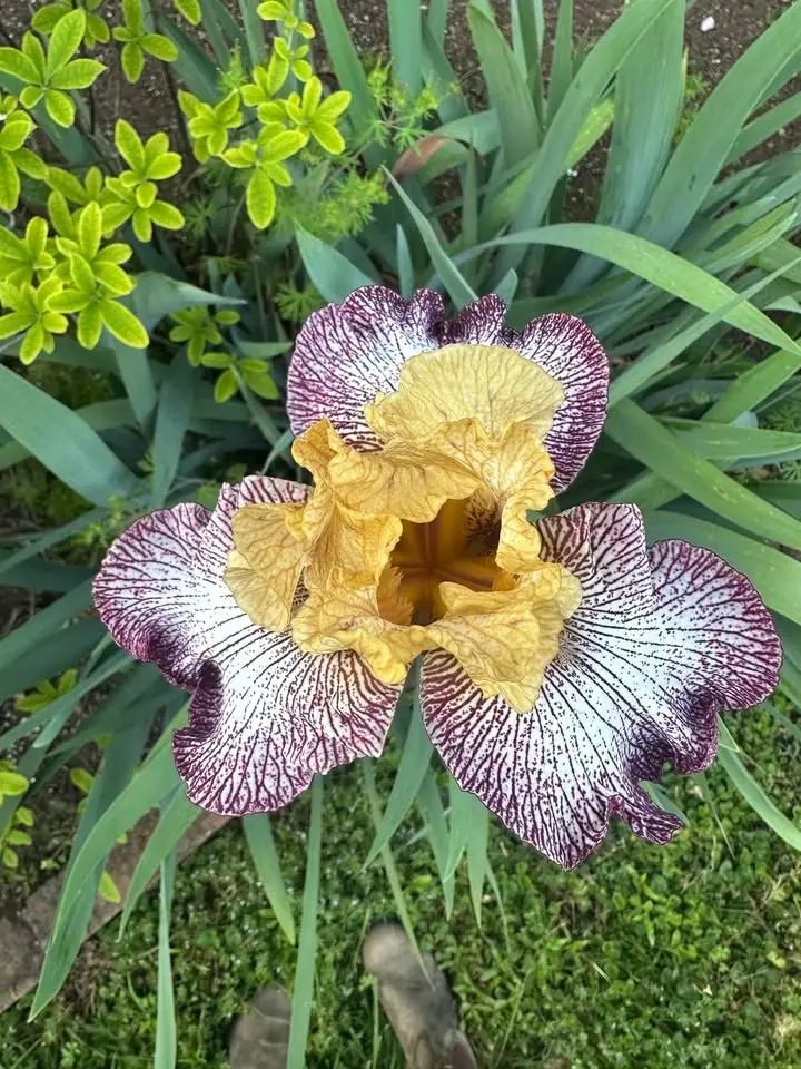 East Tennessee Iris Society Sale 