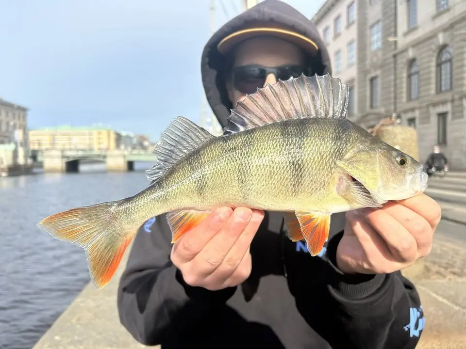 Streetfisketävling i Göteborg City