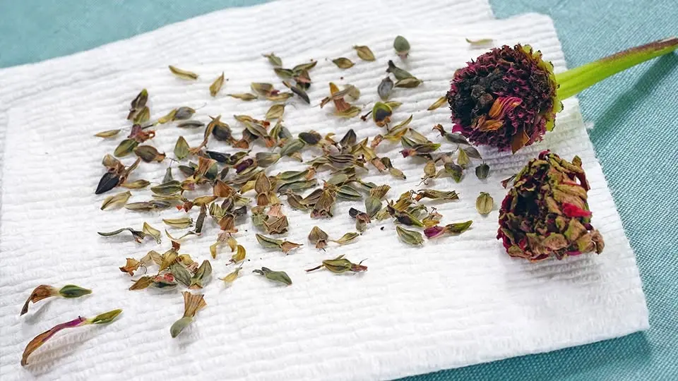 Seed Saving Workshop for Beginners
