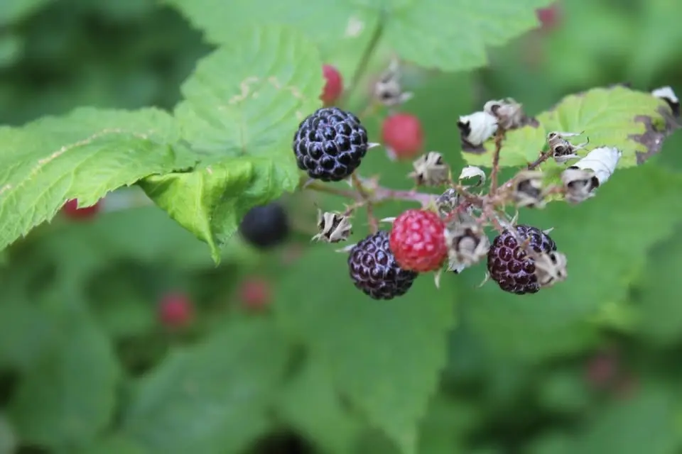 Harvesting the Landscape: Exploring and Tasting Native Edibles