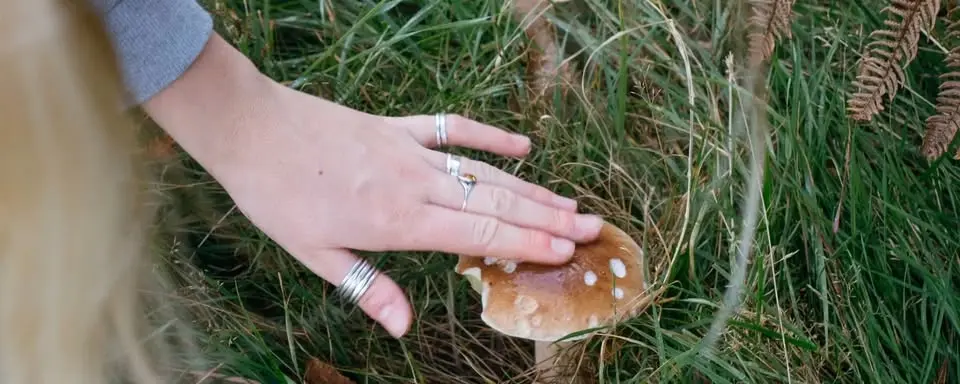 Foraging Walk With Fieldstudy - Beginner Friendly