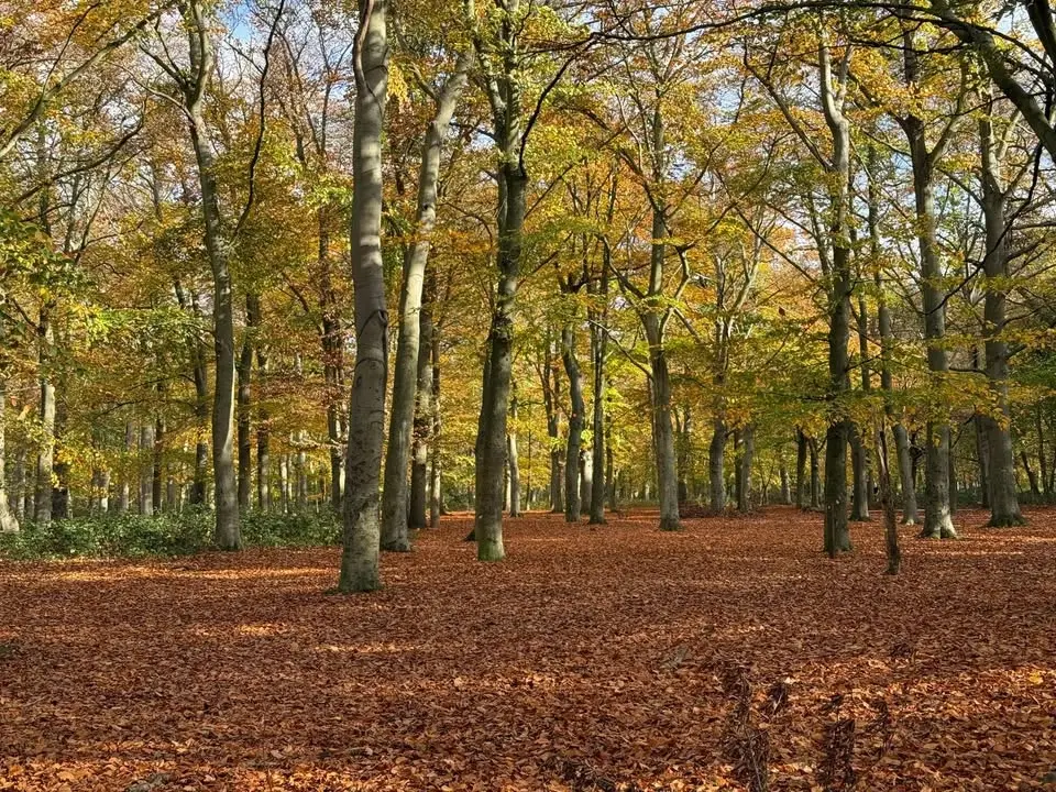 Bostall Heath walk