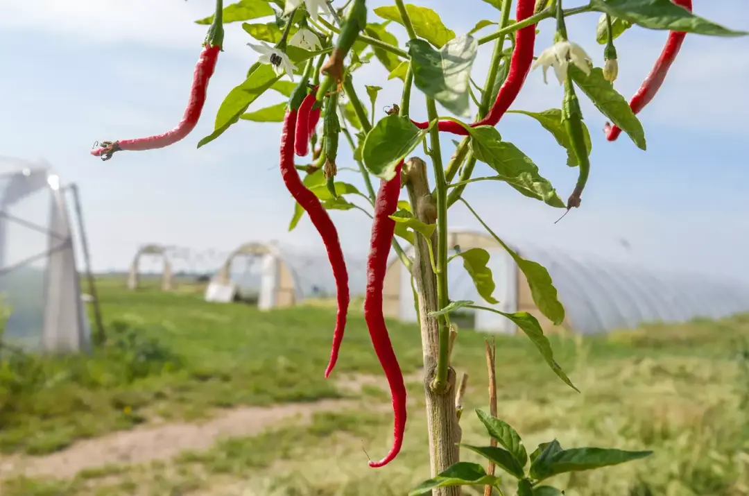 Chilli farma Ladná – ochutnávky ve World of Chilli