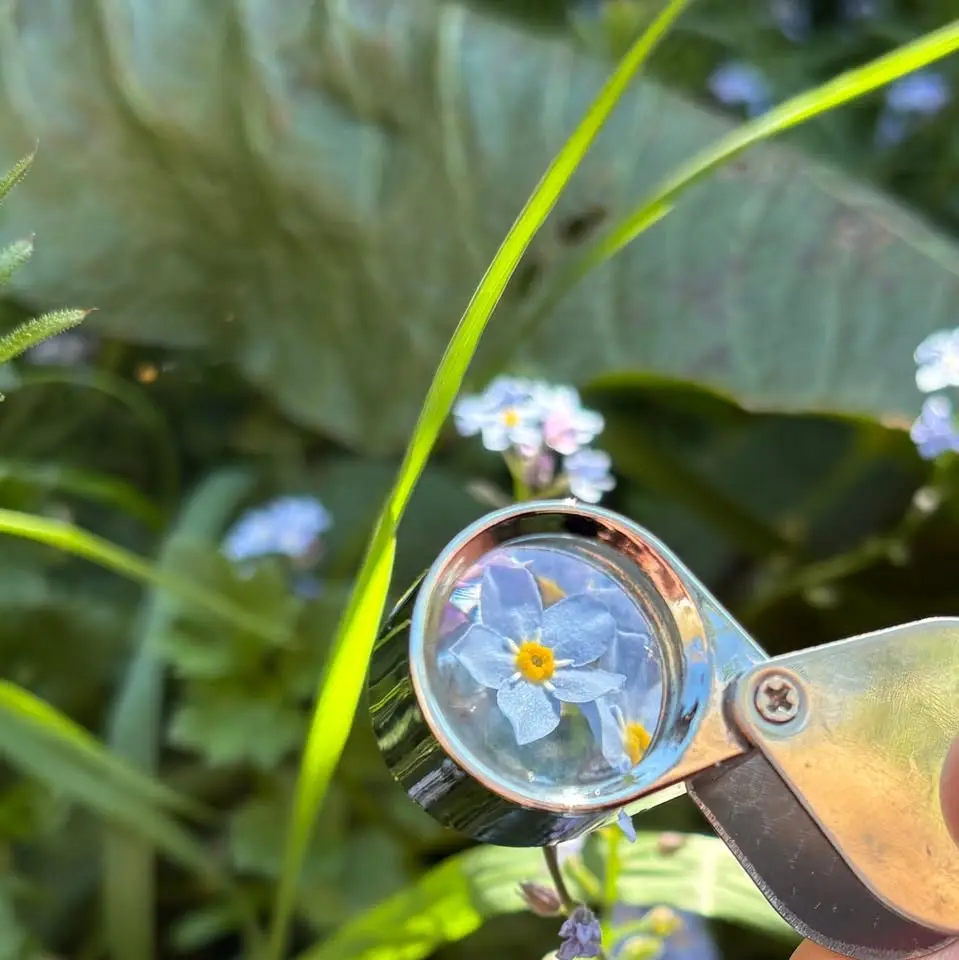 Wildflower Identification Workshop