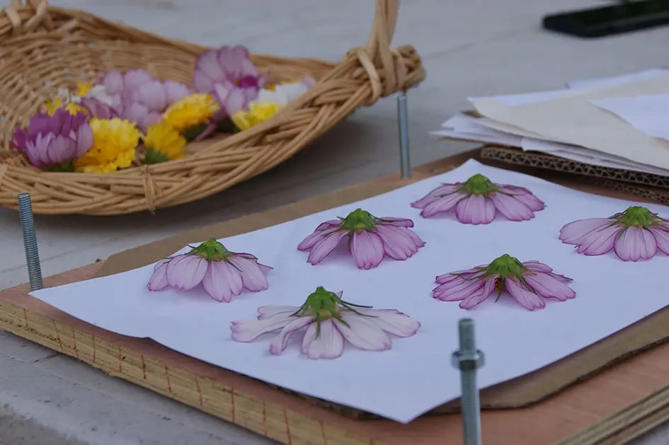 🌸 ATELIER FLORAL 🌸 Du champ au cadre : cueillette, mise sous presse et composition d'herbier