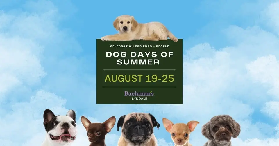Dog Days of Summer - Lyndale