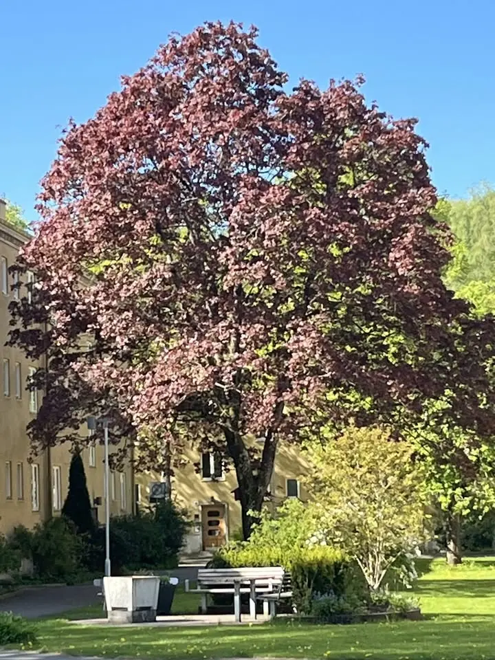 Träden i staden