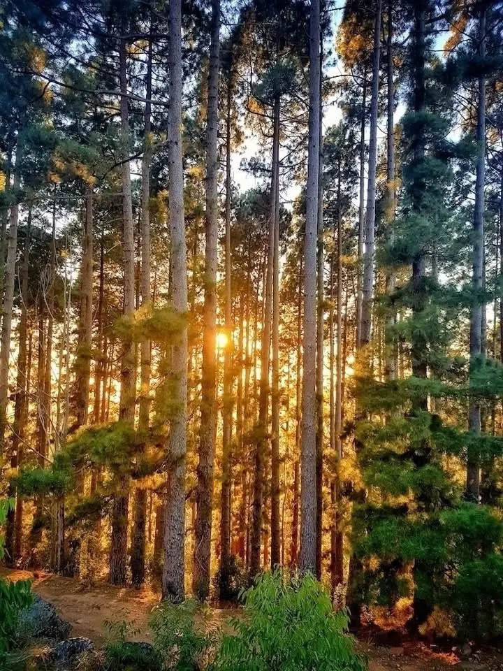 Celtic Thursday Trail - Constantia Nek / Cecilia Forest