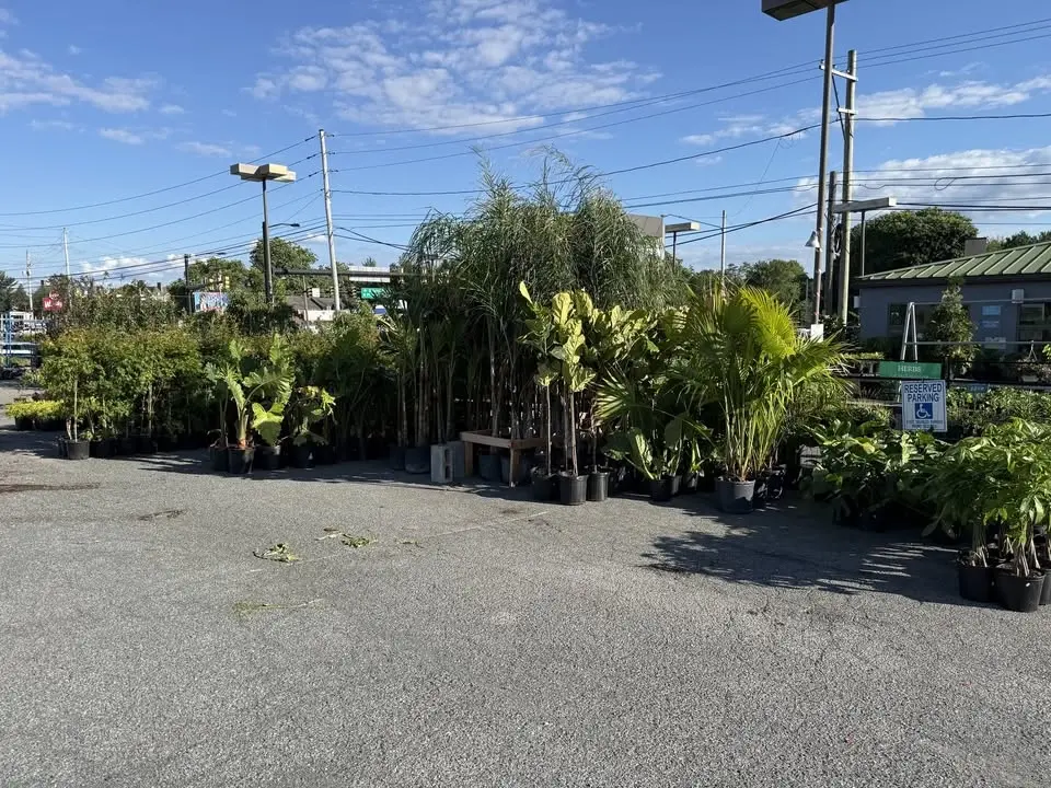 FINAL CLEARANCE at Second Chance Plants LANCASTER