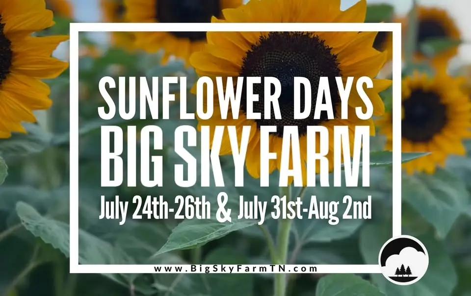 Sunflower Days at Big Sky Farm