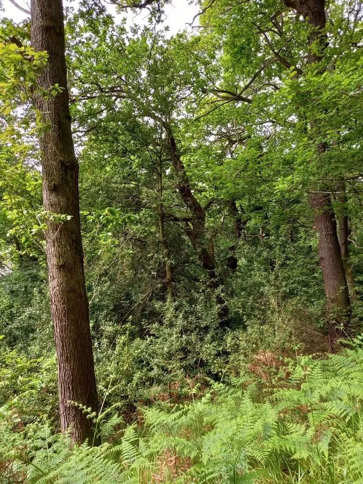 Elgin Oakwood BioBlitz