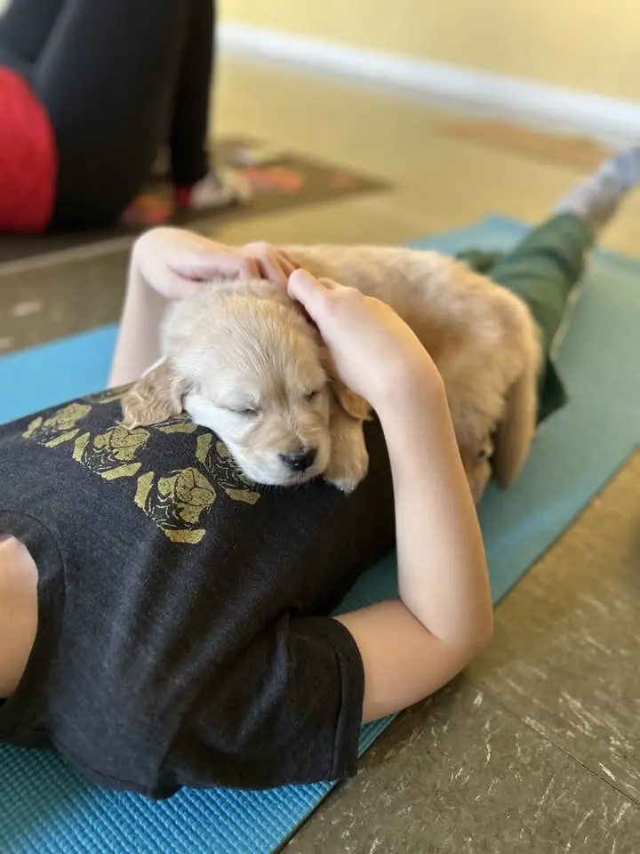 Puppy Yoga with Goldens! East Toronto. New location on the Danforth!
