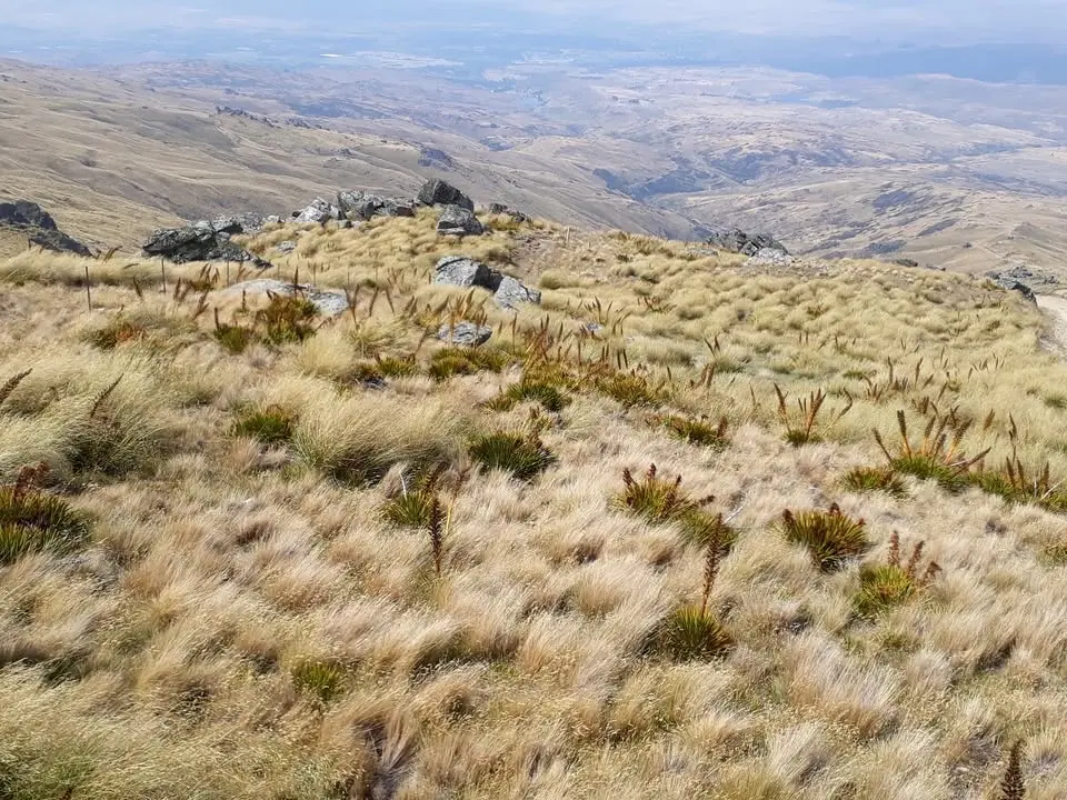 Talk: Evening meeting AGM and Druce Lecture: Mast seeding in Aciphylla, an atypical masting genus