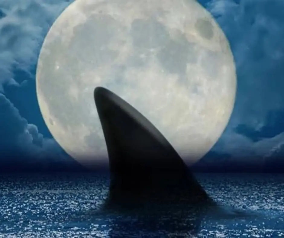 Scouts | Aquarium After Dark