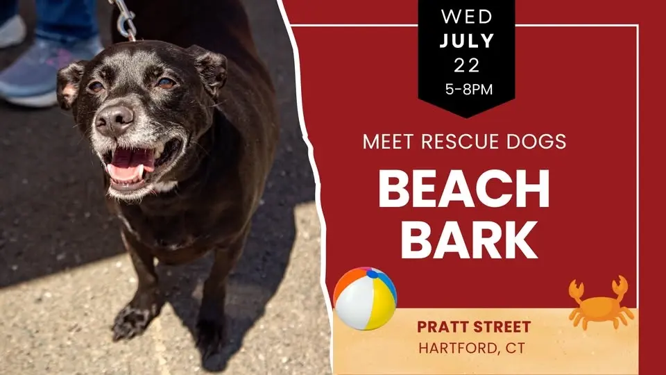 Beach Bark: Meet Rescue Dogs in Hartford 