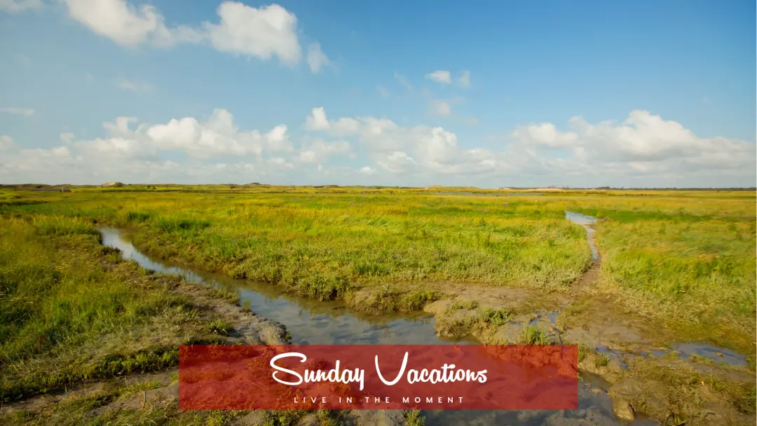 ๐ Zwin Coastal Escape โ Nature Walk & Beach Picnic from Brussels