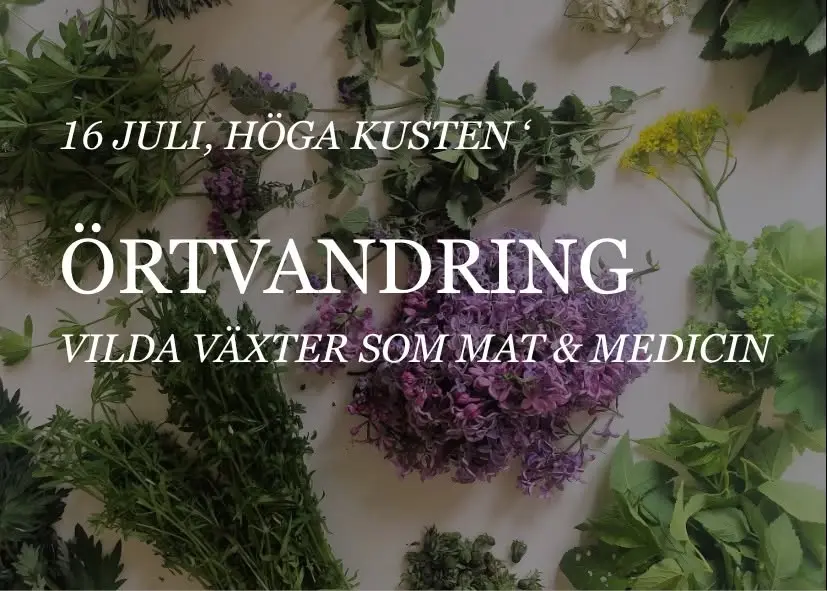 Örtvandring - Höga kusten