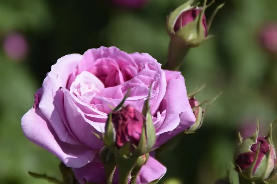 Wine & Roses