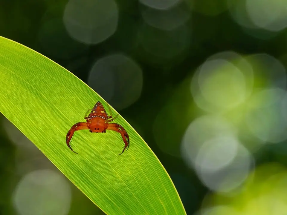 July meeting with Conni Weise speaking on Wildlife and Macro Photography